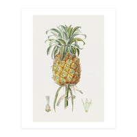 Pineapple (Hand Drawn Botanical Illustration) (Print Only)