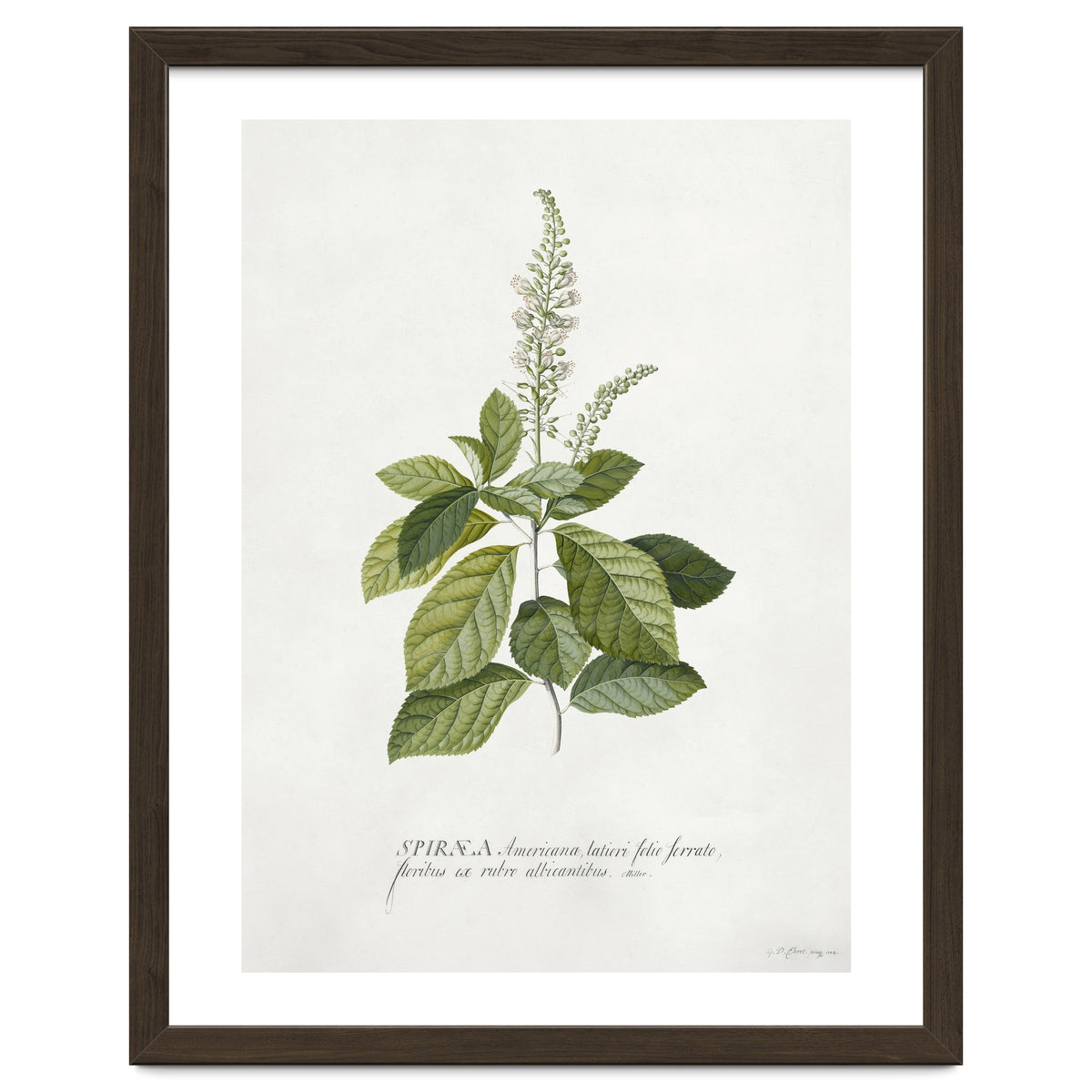 Georg Dionysius Ehret – Cinnamomum Illustration (1708–1770)