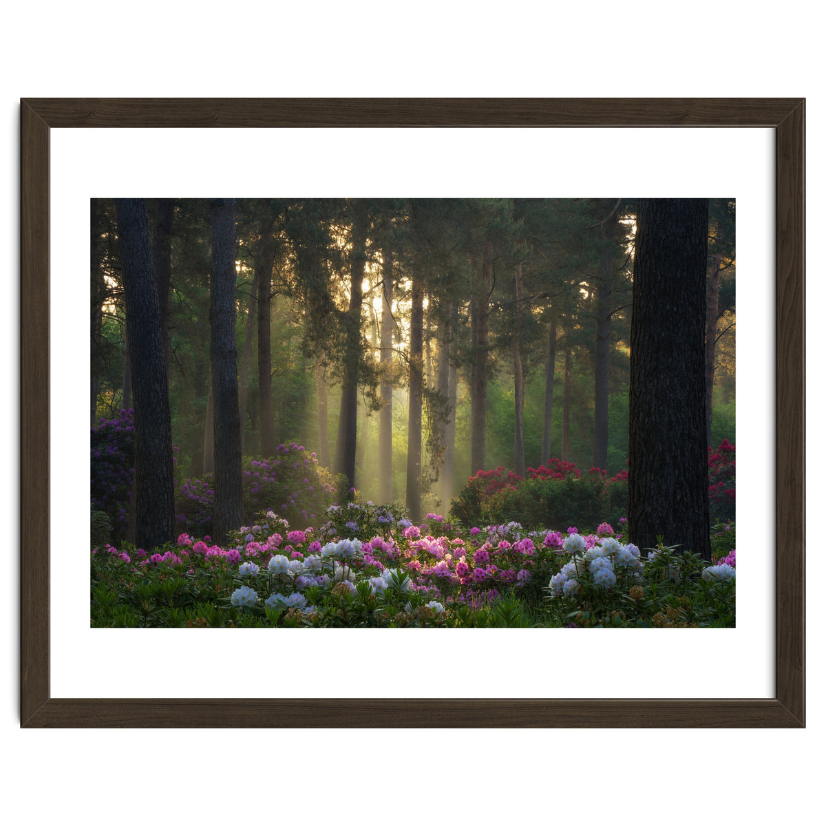Rhododendron forest