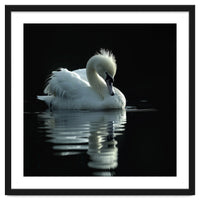 White Swan Gracefully Swimming In Dark Water