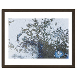Coral Rising thumbnail