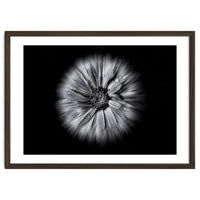 Backyard Flowers In Black And White No 10 Flow Version