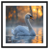 Beautiful Swan Floating On Water At Sunset thumbnail