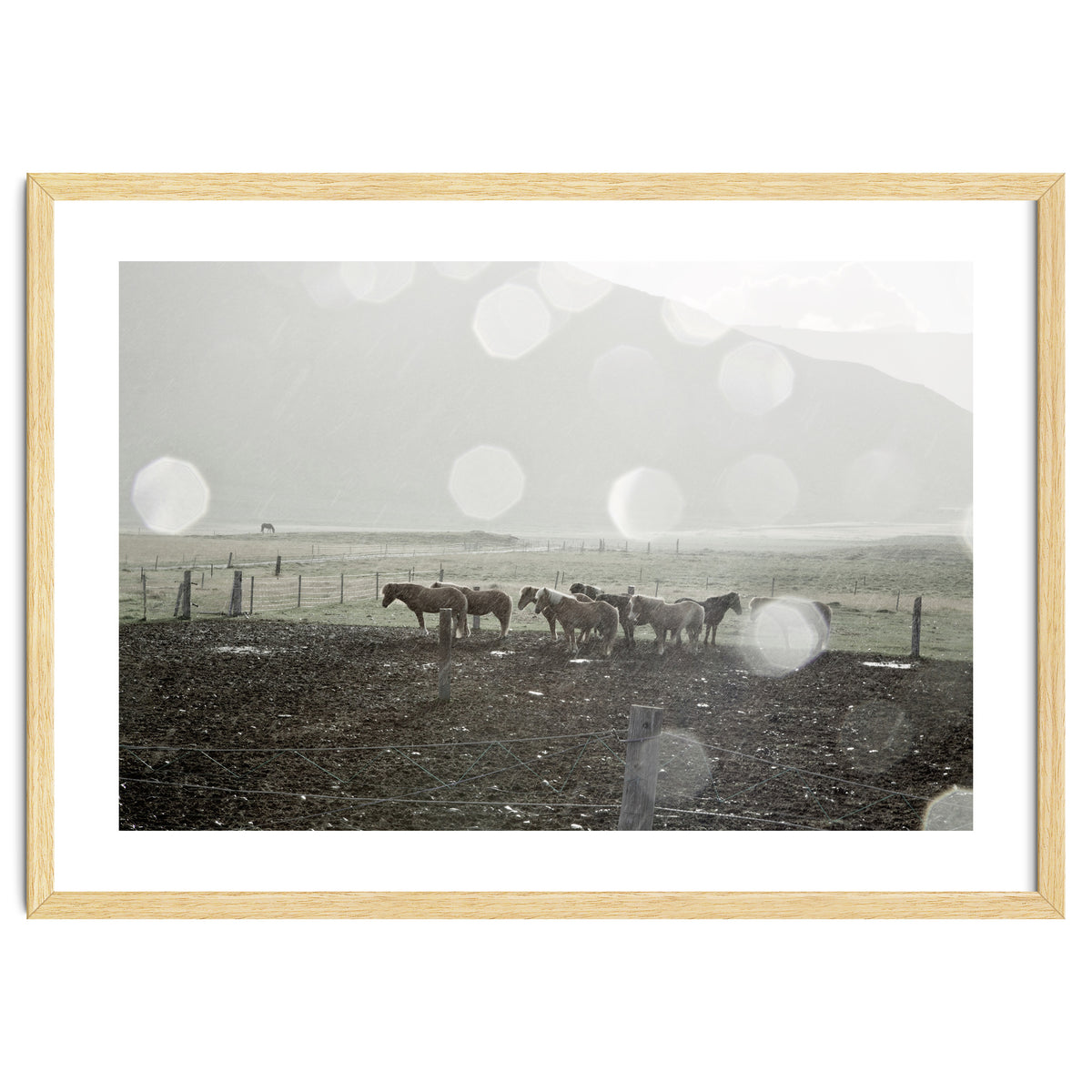 Horses under the sun shower - Iceland