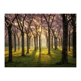 Blooming cherry trees in soft morning light (Print Only) thumbnail