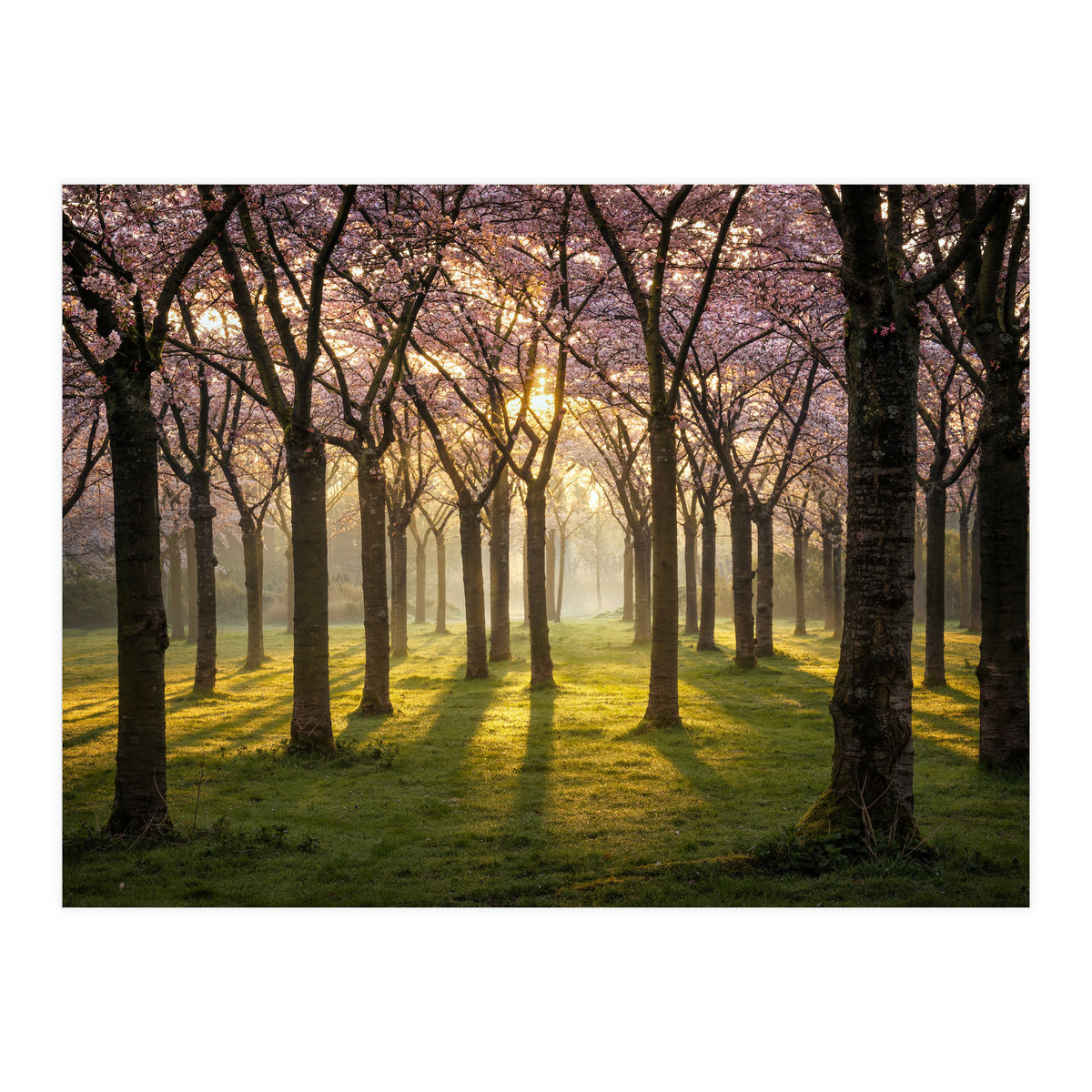 Blooming cherry trees in soft morning light (Print Only)