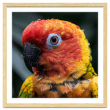Sun Conure Parrot Bird With Water Droplets thumbnail