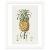 Pineapple (Hand Drawn Botanical Illustration) thumbnail
