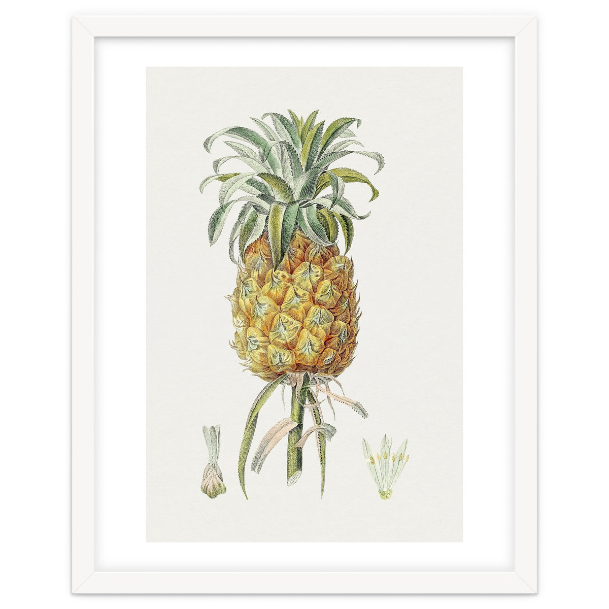 Pineapple (Hand Drawn Botanical Illustration)