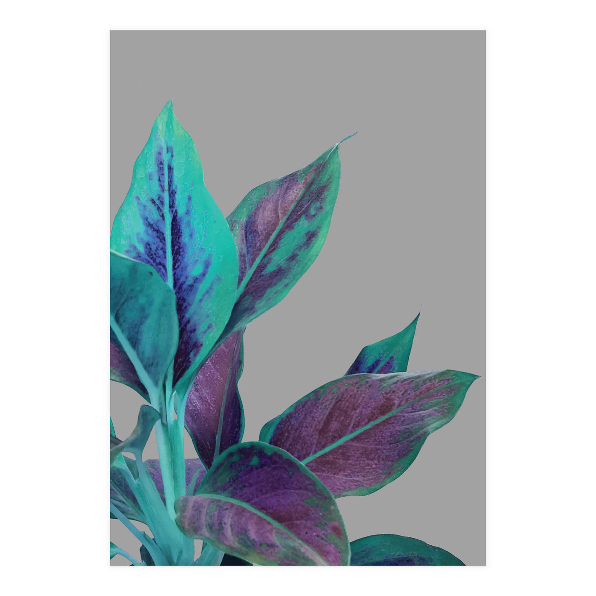 Still Nature (Print Only)