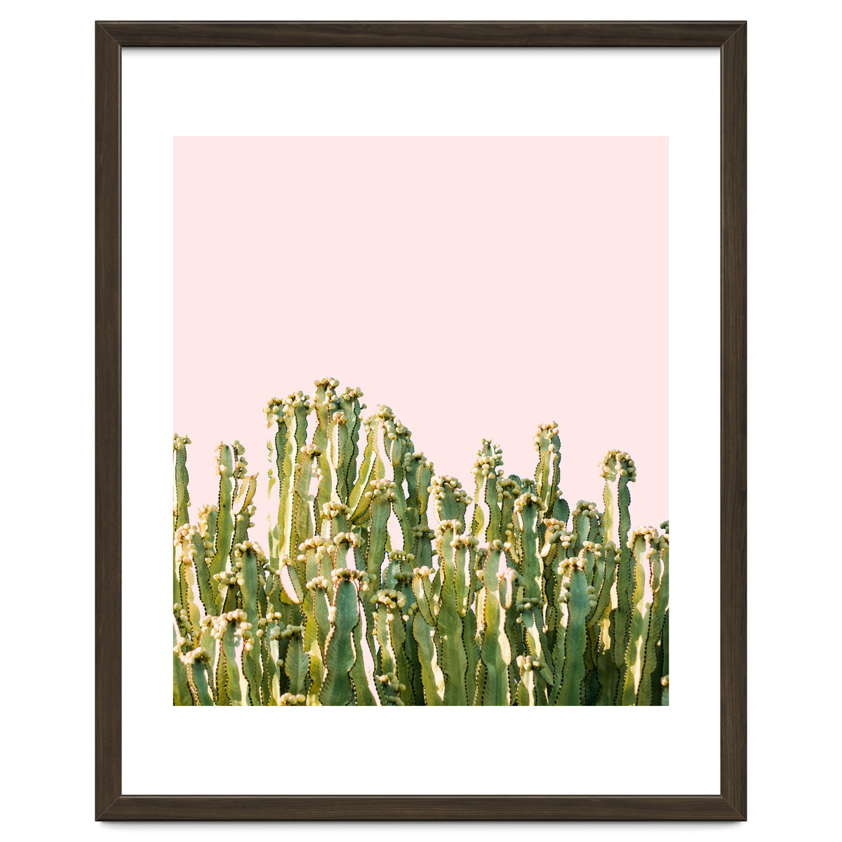 Cactus Blush #society6 #decor #buyart