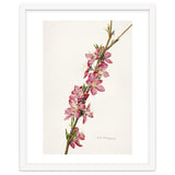 Royal Charles Steadman – Peach (Prunus persica) (1924) thumbnail
