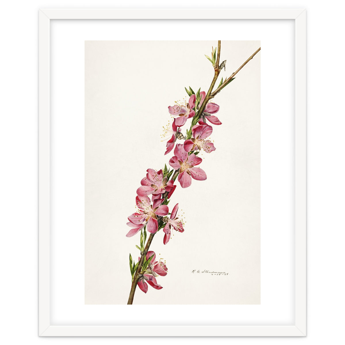 Royal Charles Steadman – Peach (Prunus persica) (1924)