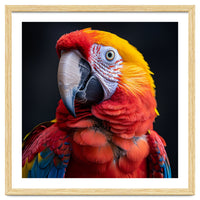 Scarlet Macaw Parrot Head Detailed Portrait Black