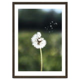 Dandelion Wish Photography thumbnail