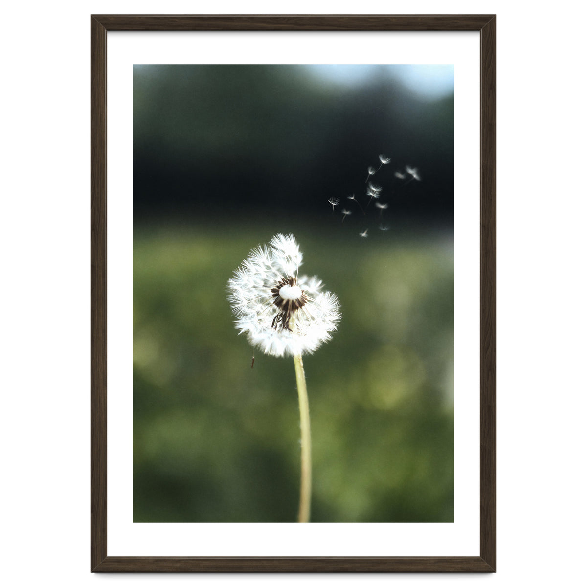 Dandelion Wish Photography