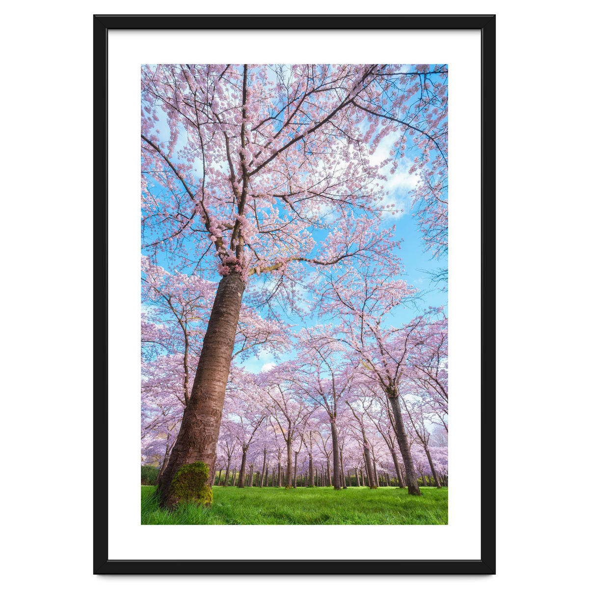 Spring in optima forma