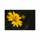 SUNFLOWER. (Print Only) thumbnail