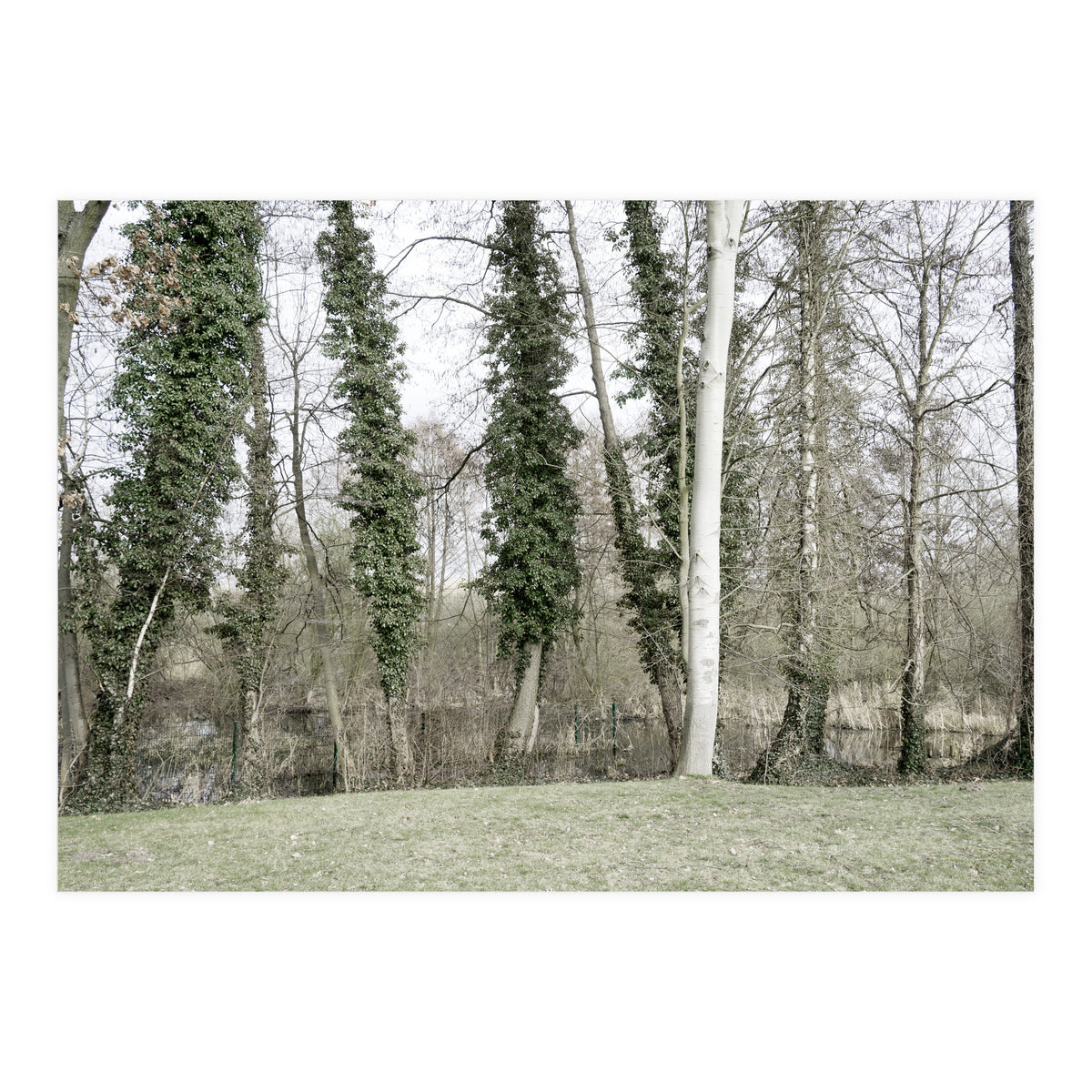 Sole white birch in the trees (Print Only)