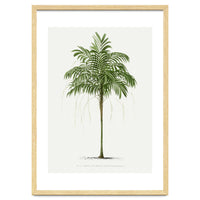 Oswald de Kerchove de Denterghem – Vintage Palm Tree Illustration (1878)