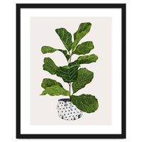 Fiddle Leaf Fig Tree Plant