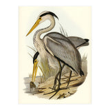 Elizabeth Gould – Great Grey Heron (Ardea leucophaea) | Birds of Australia Illustration (Print Only) thumbnail