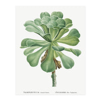 Pierre-Joseph Redouté – Sempervivum Canariense (1799) (Print Only)