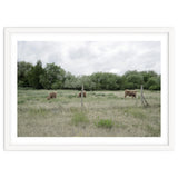 Cows in the farm thumbnail
