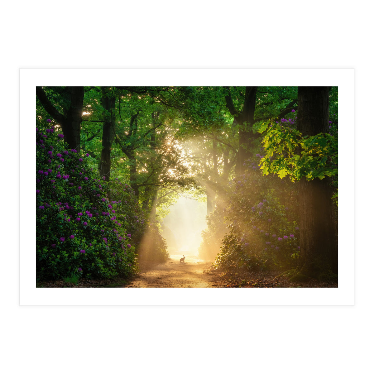 Hare in paradise (Print Only)