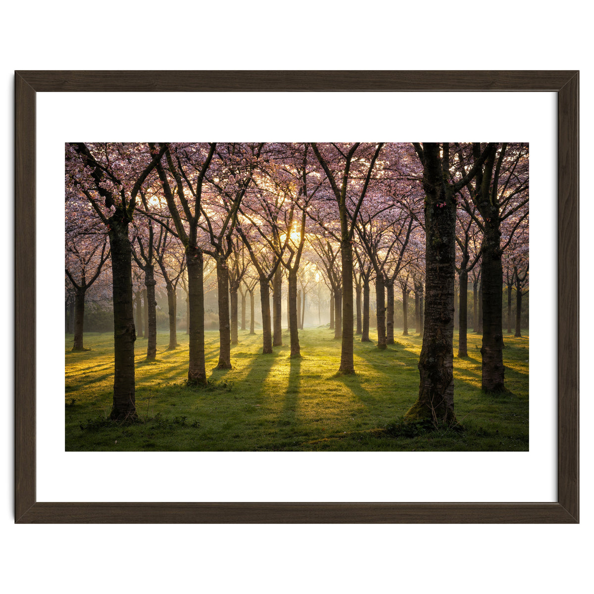 Blooming cherry trees in soft morning light