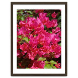 Pink Bougainvillea Flowers thumbnail