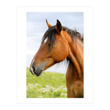 Horse Portrait (Print Only) thumbnail