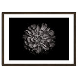 Backyard Flowers In Black And White No 79 thumbnail