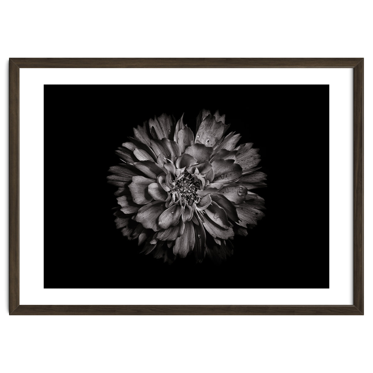 Backyard Flowers In Black And White No 79