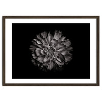 Backyard Flowers In Black And White No 79