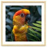 Close Up Of A Colorful Sun Conure Parrot thumbnail