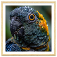 Close Up Of A Wet Macaw Parrot Head