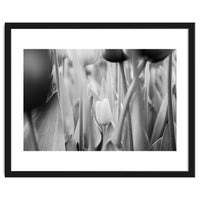 Tulip in the spotlight | Floral Photography | Black and White
