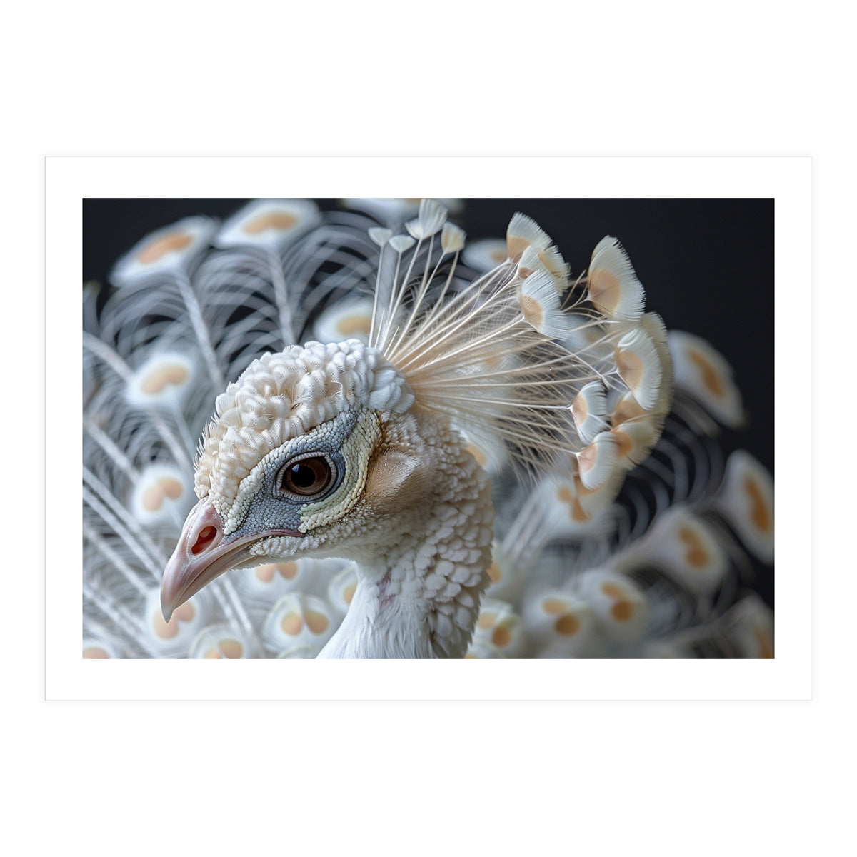 Close Up Albino Peacock Bird Portrait (Print Only)