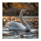 Graceful Swan Gliding On Reflective Water Surface (Print Only) thumbnail