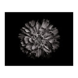 Backyard Flowers In Black And White No 79 (Print Only) thumbnail