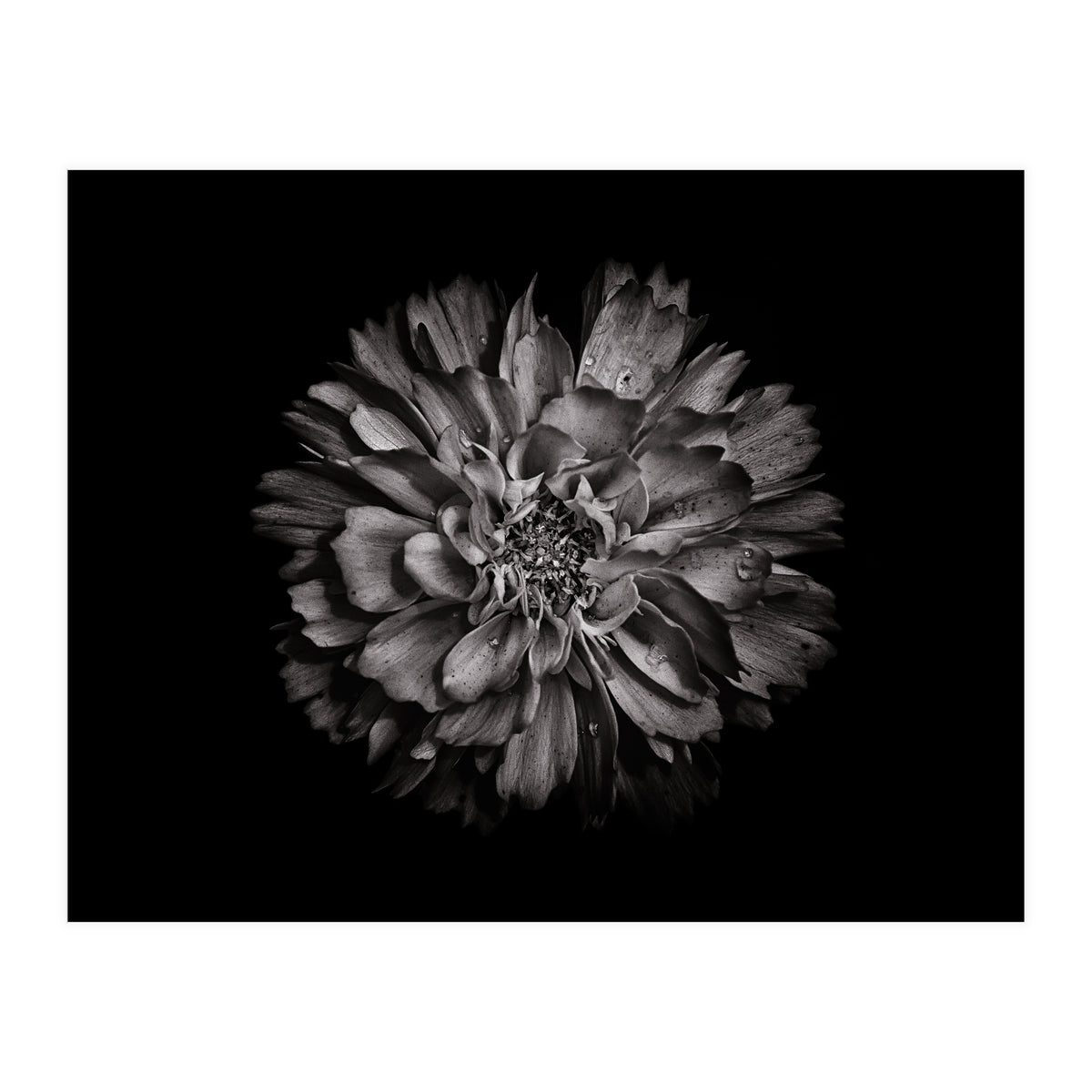 Backyard Flowers In Black And White No 79 (Print Only)