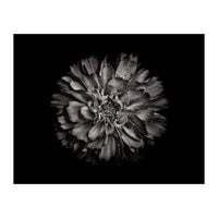 Backyard Flowers In Black And White No 79 (Print Only)