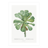 Pierre-Joseph Redouté – Sempervivum Canariense (1799) (Print Only) thumbnail