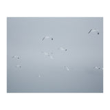 Flying seagulls in the winter sky (Print Only) thumbnail
