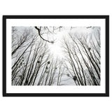 Bare trees in the winter sky thumbnail