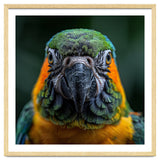 Blue And Gold Macaw Face Focused Portrait thumbnail