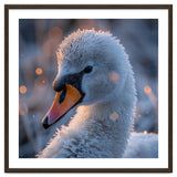 Close Up Frosty Swan Head During Golden Hour thumbnail