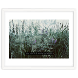Photography - Summer Garden thumbnail