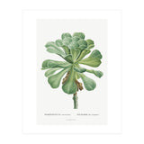 Pierre-Joseph Redouté – Sempervivum Canariense (1799) (Print Only) thumbnail